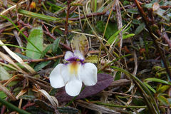 Mazus radicans