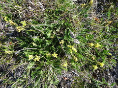 Oxytropis maydelliana