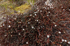 Dracophyllum prostratum