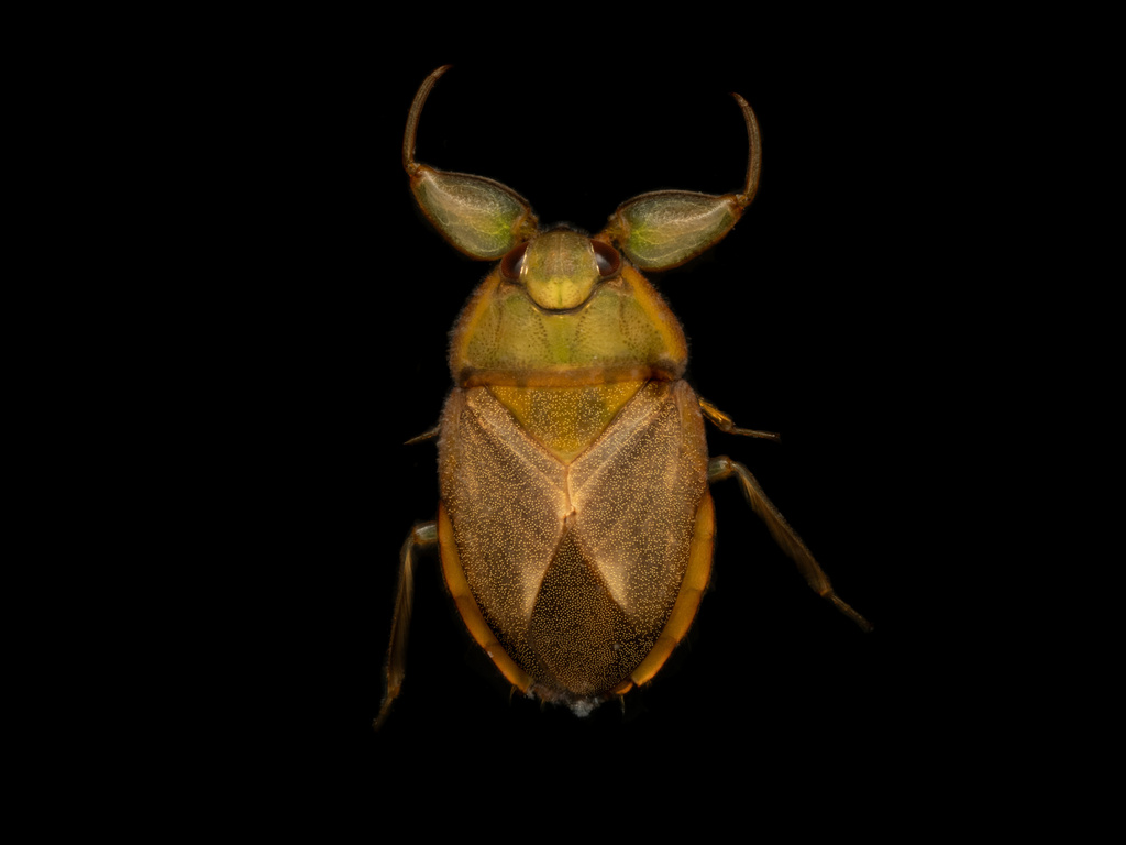 Ambrysus circumcinctus