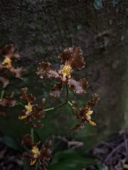 Gomesa praetexta
