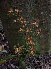 Gomesa praetexta, photograph (c) Fabricio Carvalho da Silva, some rights reserved (CC BY)