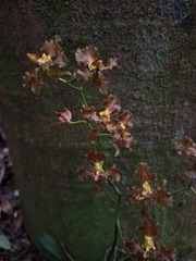 Gomesa praetexta, photograph (c) Fabricio Carvalho da Silva, some rights reserved (CC BY)