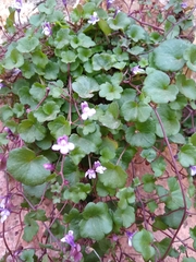 Cymbalaria muralis