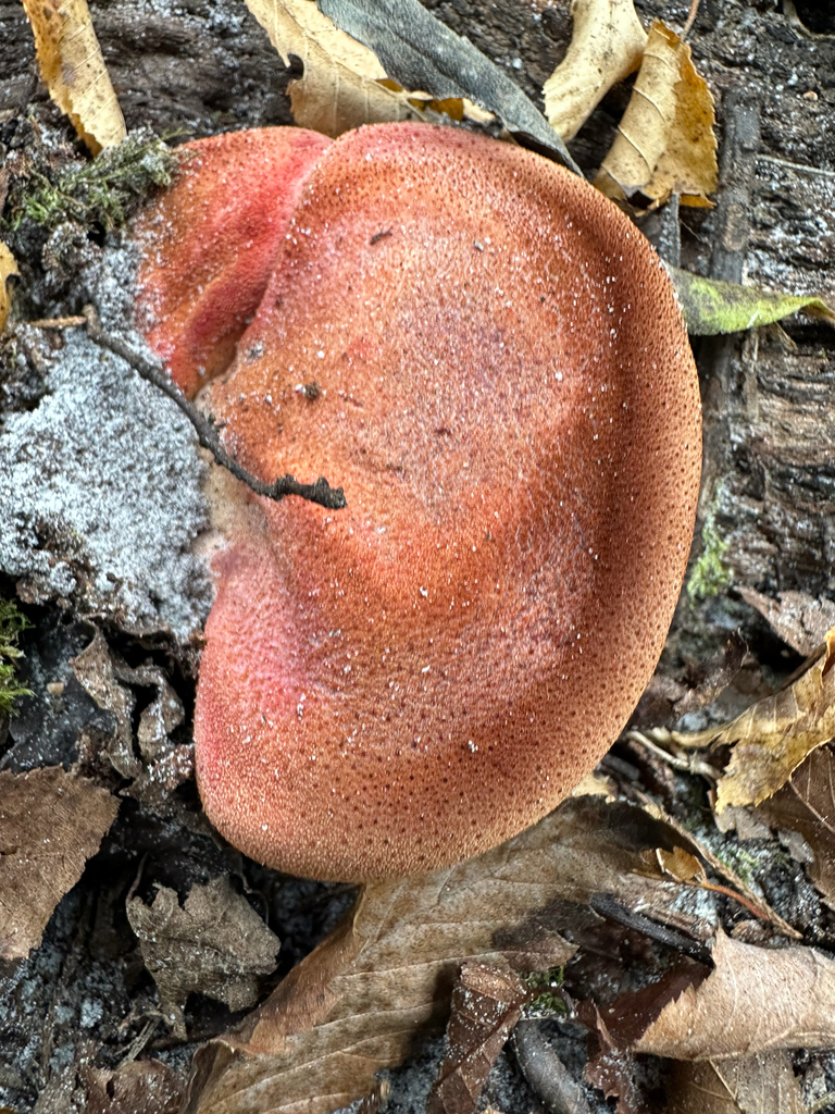 Fistulina americana