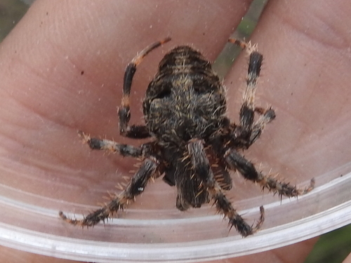 Spotted orbweaver