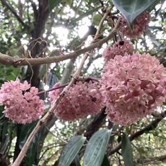 Hoya macrophylla
