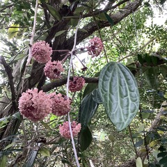 Hoya macrophylla