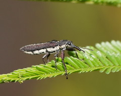 Rhinotia brunnea