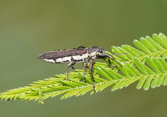 Rhinotia brunnea