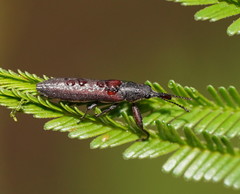 Rhinotia brunnea