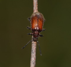 Metriolagria affinis