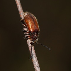 Metriolagria affinis