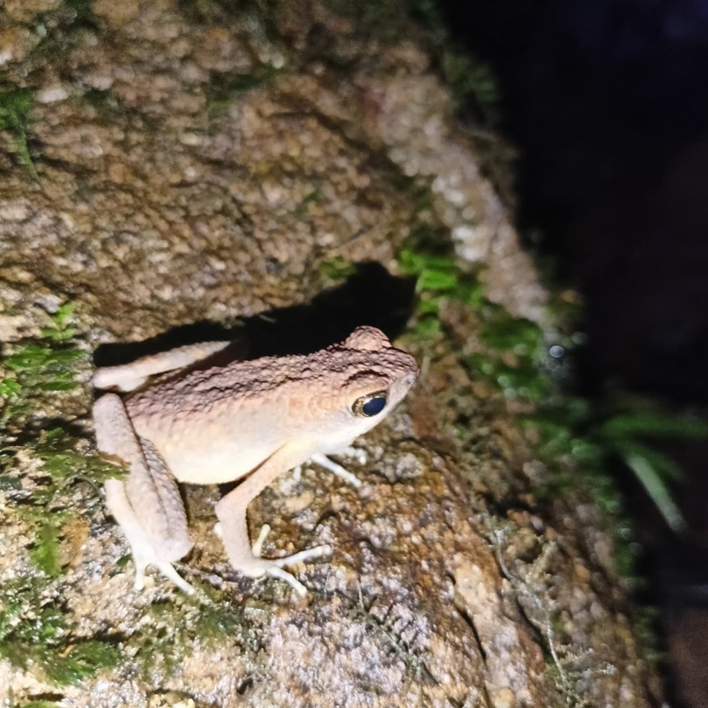 Kodok-langsing Coklat (Ansonia leptopus)