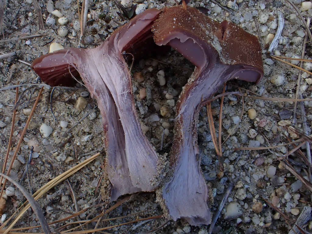 Laccaria trullisata · November 2025 · photo: © mushycarrots (iNaturalist, cc-by)