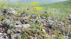 Bupleurum bicaule
