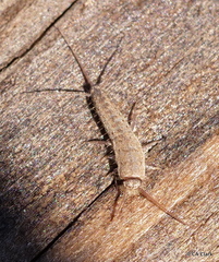 Ctenolepisma ciliatum