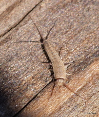 Ctenolepisma ciliatum