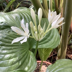 Proiphys amboinensis