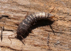 Allacrotelsa spinulata