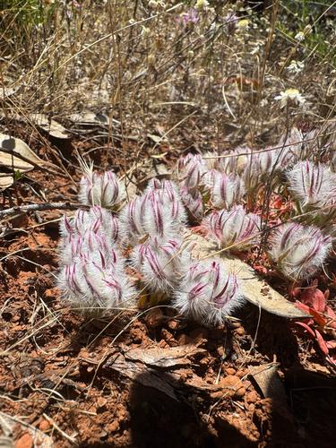 Ptilotus declinatus, 2025-11-16