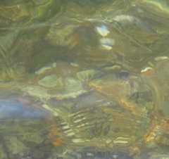 Hyporhamphus ihi