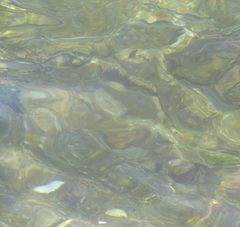 Hyporhamphus ihi