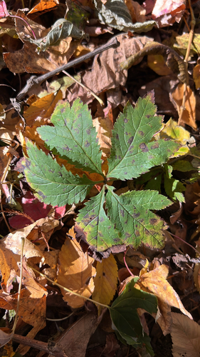 Clustered Sanicle (Sanicula odorata)