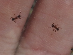 Cyphomyrmex