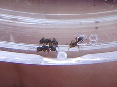 Cyphomyrmex