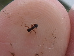 Cyphomyrmex