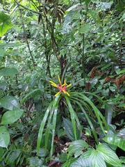 Guzmania sprucei, photograph (c) keesgroenendijk, some rights reserved (CC BY)