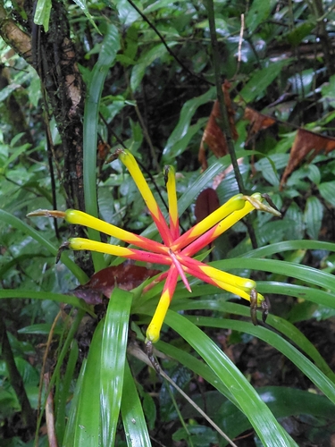 Guzmania sprucei, photograph 5