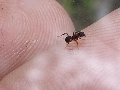 Cyphomyrmex