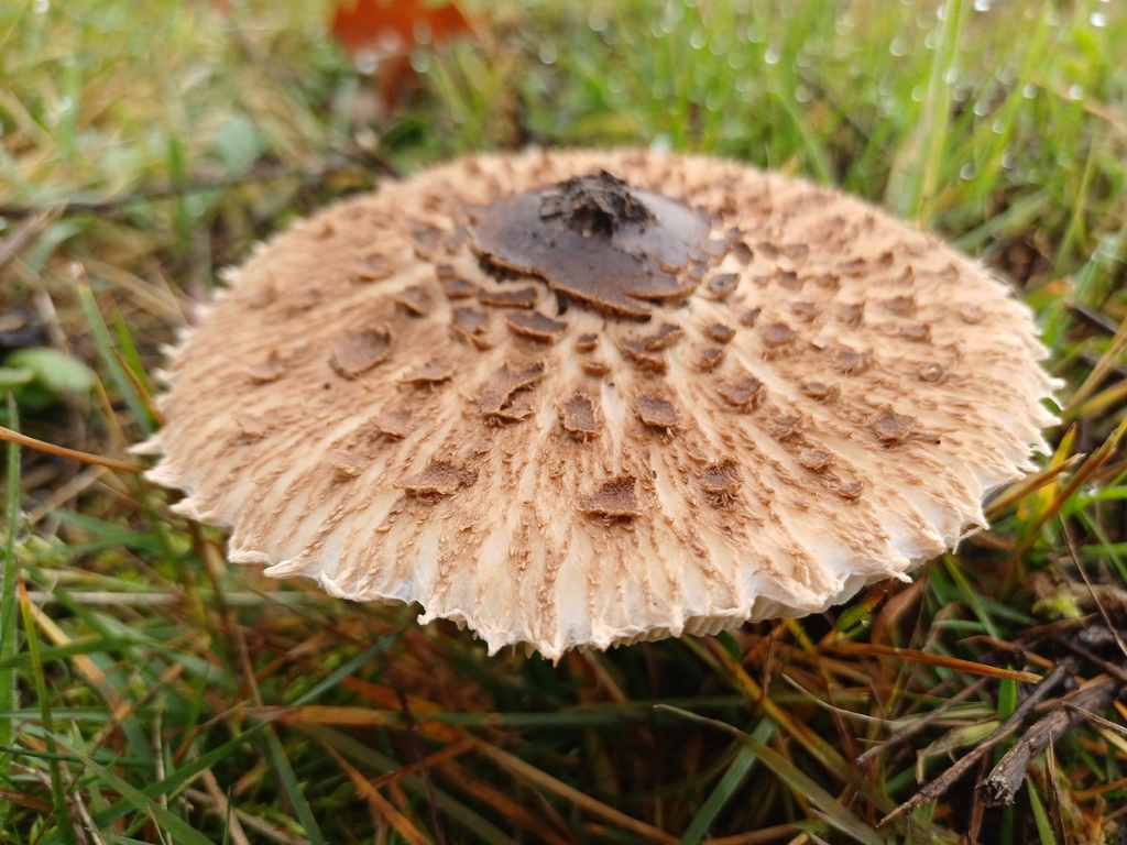 Macrolepiota procera · November 2025 · photo: © gleb22 (iNaturalist, CC)