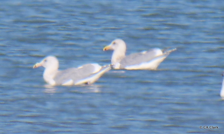 Glaucous-winged Gull