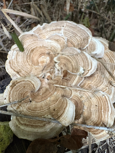 Trametes betulina