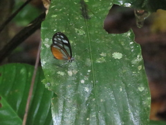 Pseudoscada troetschi