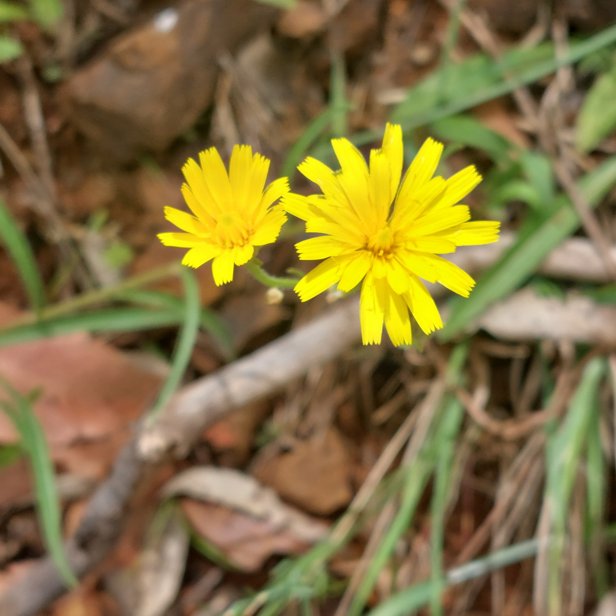 Picris angustifolia
