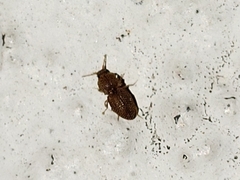 Rismethus squamiger