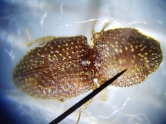 Rismethus squamiger