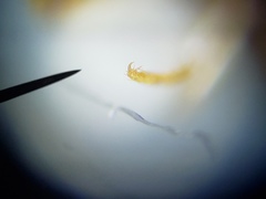 Rismethus squamiger