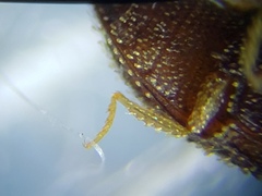 Rismethus squamiger