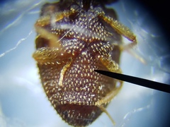 Rismethus squamiger