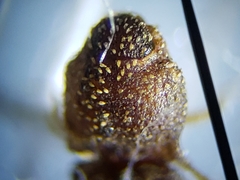 Rismethus squamiger