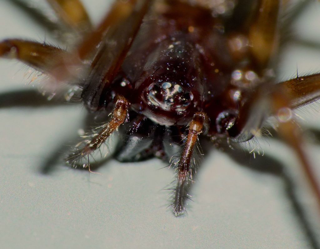 Haplinis