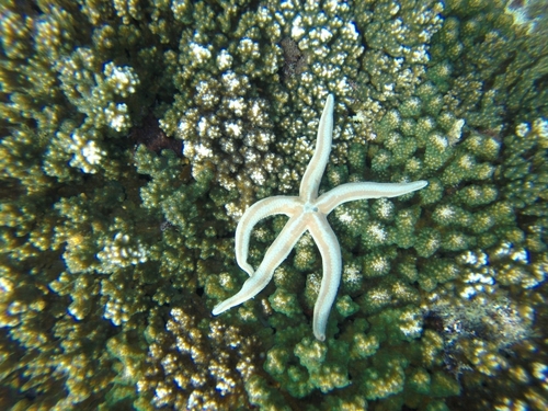 Blue Sea Star (Phataria unifascialis)