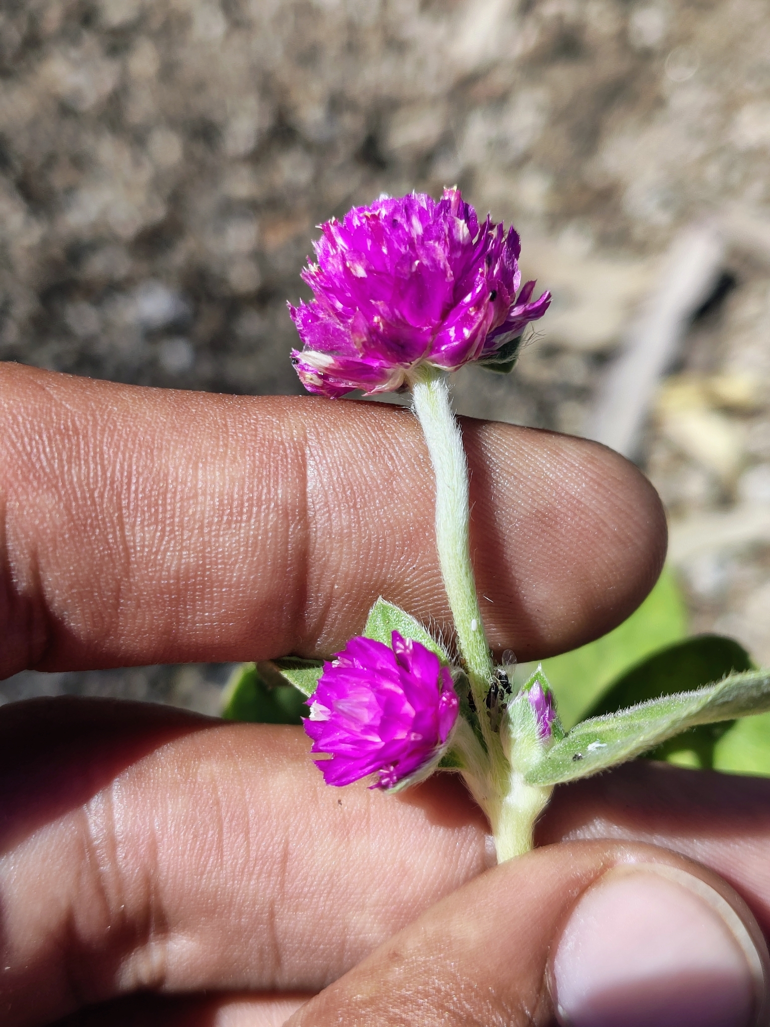 Globe Amaranth (Gomphrena globosa)