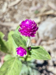 Gomphrena globosa, photograph (c) Abraham Sánchez Romero, some rights reserved (CC BY)