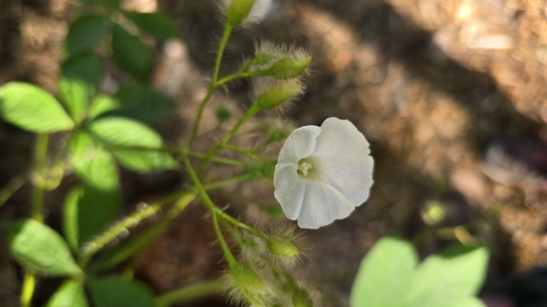 Trompillo (Distimake aegyptius)